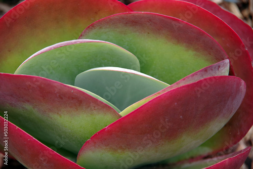 Close-up view of a succulent flapjack Paddle Plant ‘Kalanchoe Thyrsiflora’ with red-bordered leaves