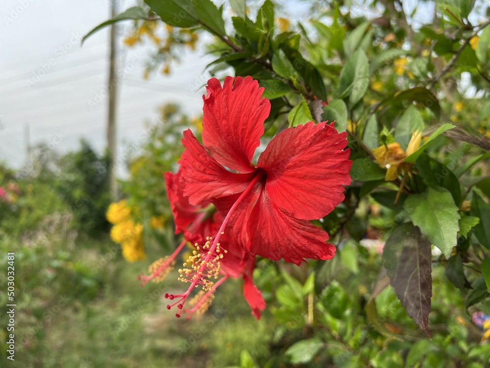 red hibiscus flower in nature garden