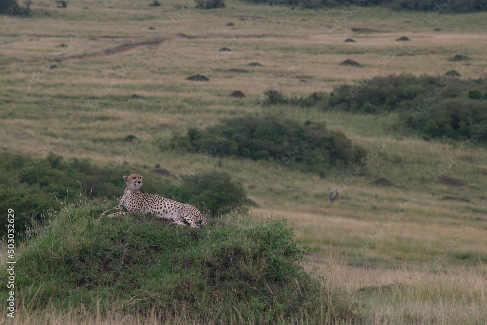 Cheetah Surveying from a Termite Mound in Maasai Mara Cheetah Surveying from a Termite Mound in Maasai Mara