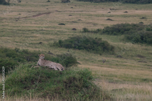 Cheetah Surveying from a Termite Mound in Maasai Mara