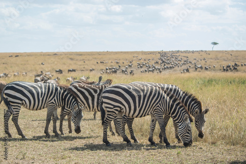 Herd of Plains Zebra Grazing in the Maasai Mara  Kenya. 