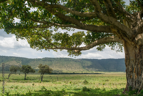 Boughs of a Fig Tree in the Maasai Mara  Kenya.