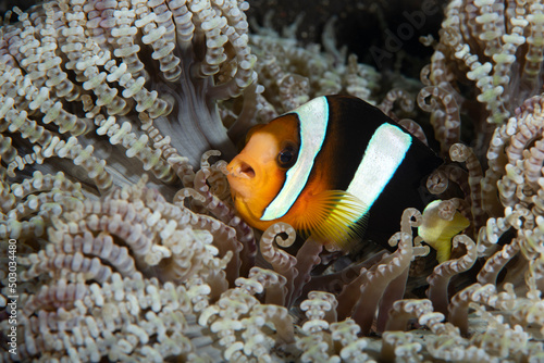 Leinwand Poster Clownfish - Amphiprion clarkii