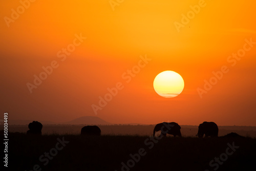 Fototapeta Naklejka Na Ścianę i Meble -  African Elephant Silhouettes Against a Setting Sun in Maasai Mara, Kenya.