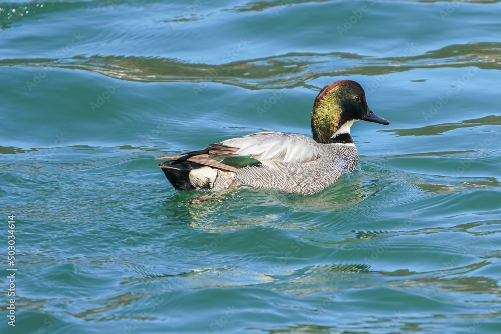 Fototapeta premium ヨシガモ