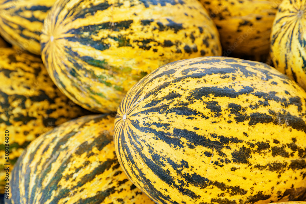 Closeup view of fresh melons. Good harvest of cucumis melo