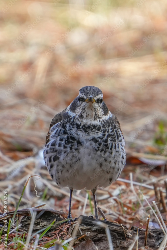 Fototapeta premium ツグミ