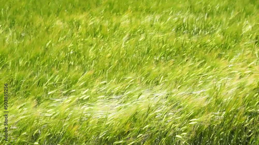 風にゆれる麦の穂 阿蘇 風にゆれる麦の穂 阿蘇