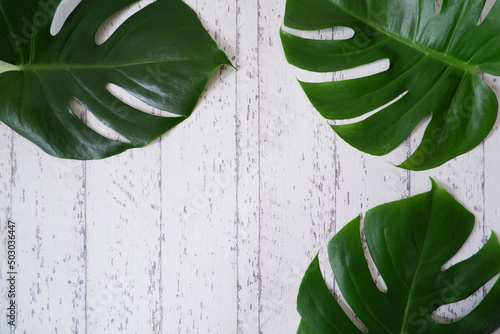 Canvas Print Green topical leaves on white wooden background