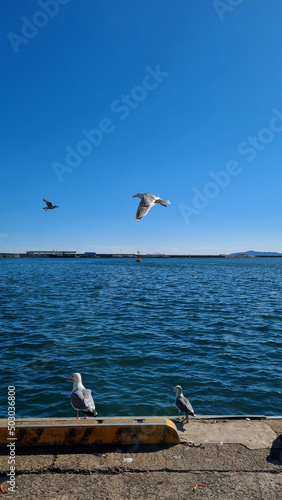 seagulls on the sea