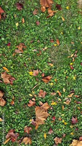 grass