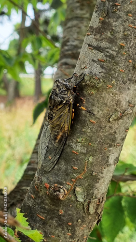 Cicada