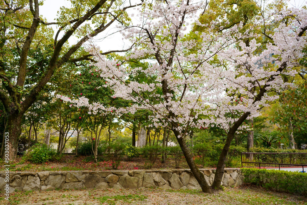 桜　高松市立中央公園(香川県)