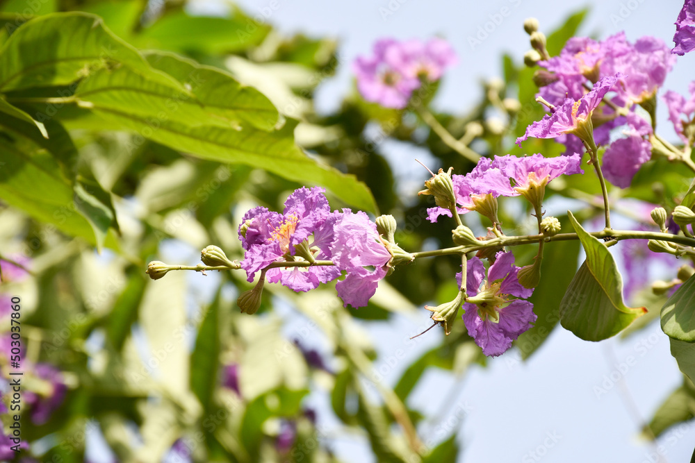 Queen's Flower or Inthanin flower in Thailand and speciosa or Bang lang flower of Indian subcontinent. Queen's crape myrtle, Pride of India, Jarul, Pyinma/ LaLagerstroemia. Queen's Flower or Inthanin flower in Thailand and speciosa or Bang lang flower of Indian subcontinent. Queen's crape myrtle, Pride of India, Jarul, Pyinma/ LaLagerstroemia.
