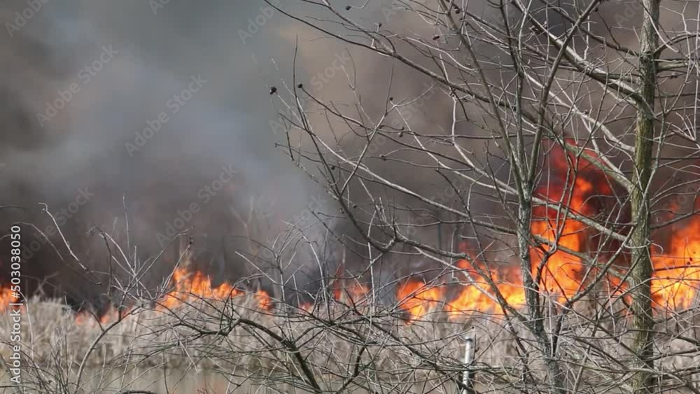 closeup wildfire danger fire smoke burnt burn forest farm land brush burning closeup wildfire danger fire smoke burnt burn forest farm land brush burning