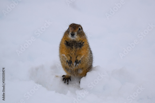 Arctic ground squirrel in Denali National Park, Alaska, USA