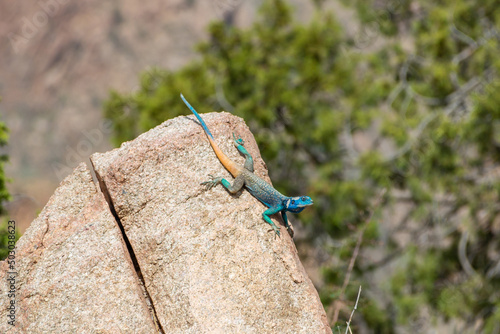 Rock agama photo