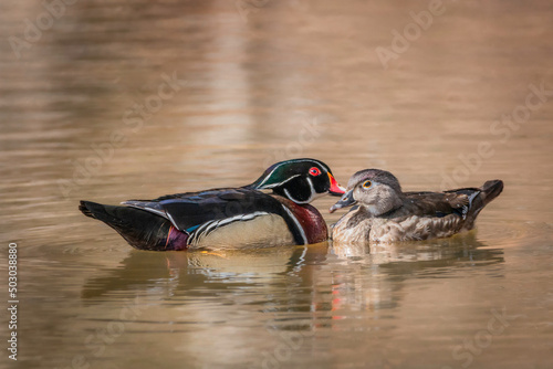 Make and female wood ducks together on the water