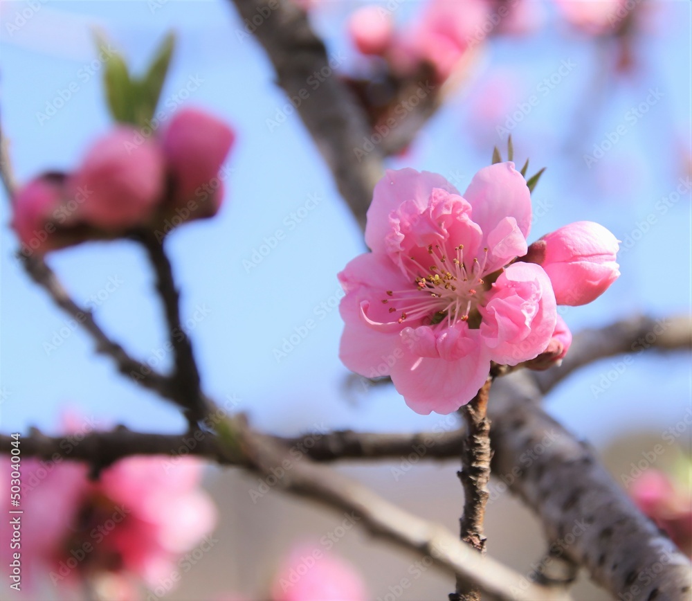 綺麗なピンク色の桃の花 Stock 写真 | Adobe Stock