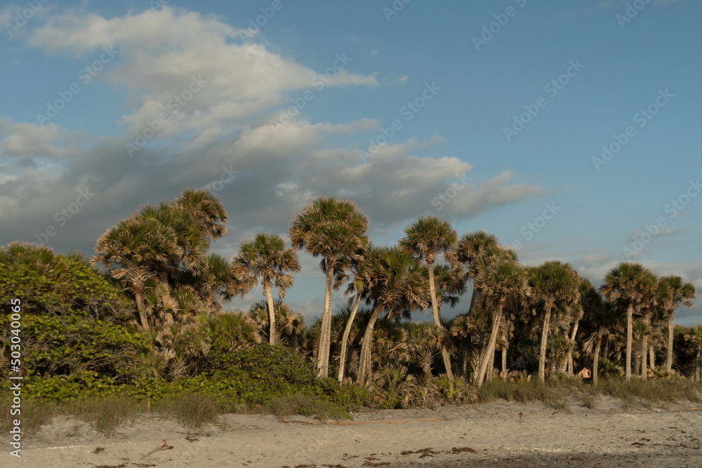 Row of palm trees at Caspersen Beach - 2