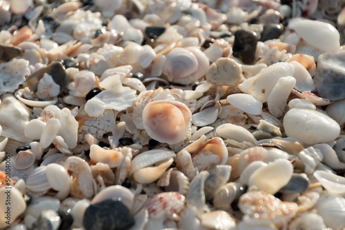 Variety of shells at Caspersen beach - 2 photo