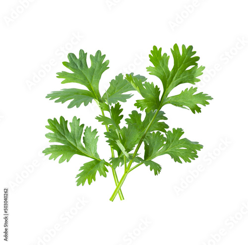 Green coriander leaves close-up, isolation on a white