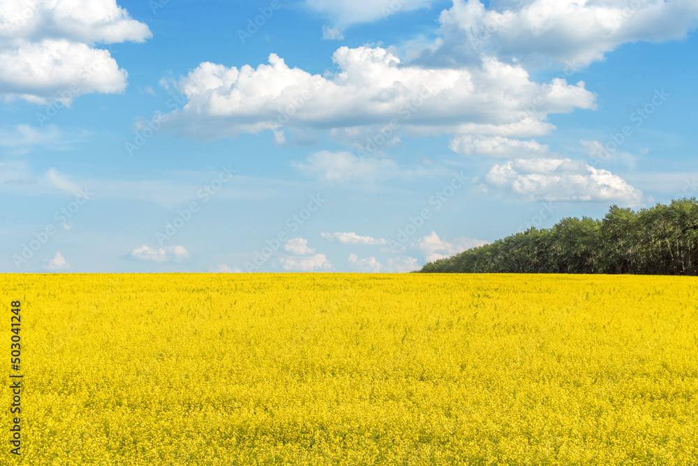 yellow rapeseed field on the background of blue sky with clouds and forests yellow rapeseed field on the background of blue sky with clouds and forests