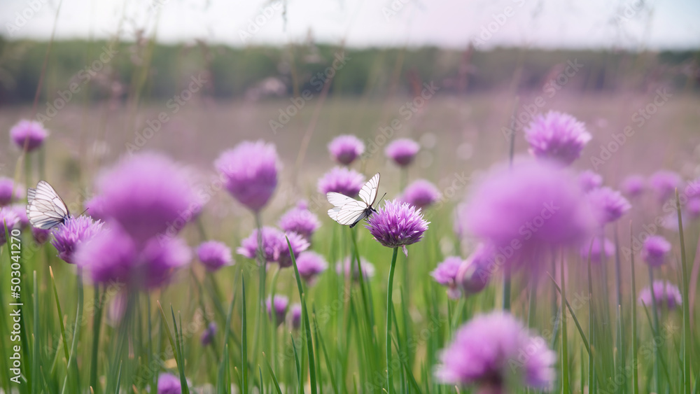 fantasy photo of a white butterfly on pink onion flowers. soft focus, close-up fantasy photo of a white butterfly on pink onion flowers. soft focus, close-up