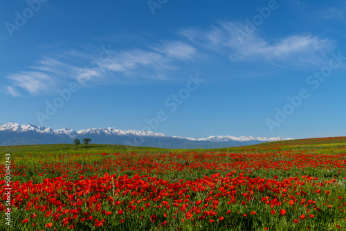 Poppy flowers in spring in the steppe and mountain range