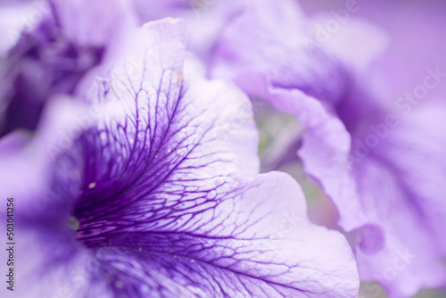 Fototapeta Naklejka Na Ścianę i Meble -  fabulous photo of a purple petunia flower. soft focus