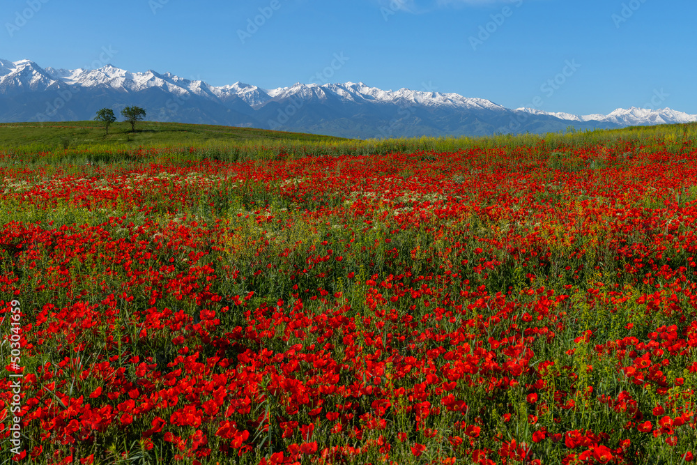 Poppy flowers in spring in the steppe and mountain range