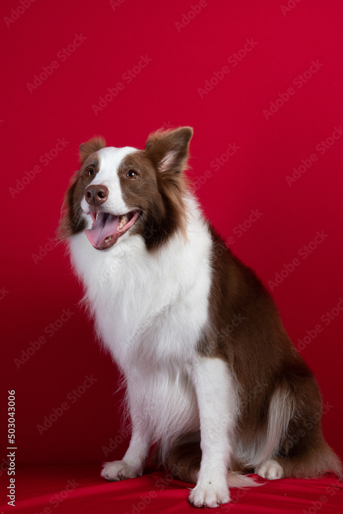 Fototapeta premium border collie portrait on red background