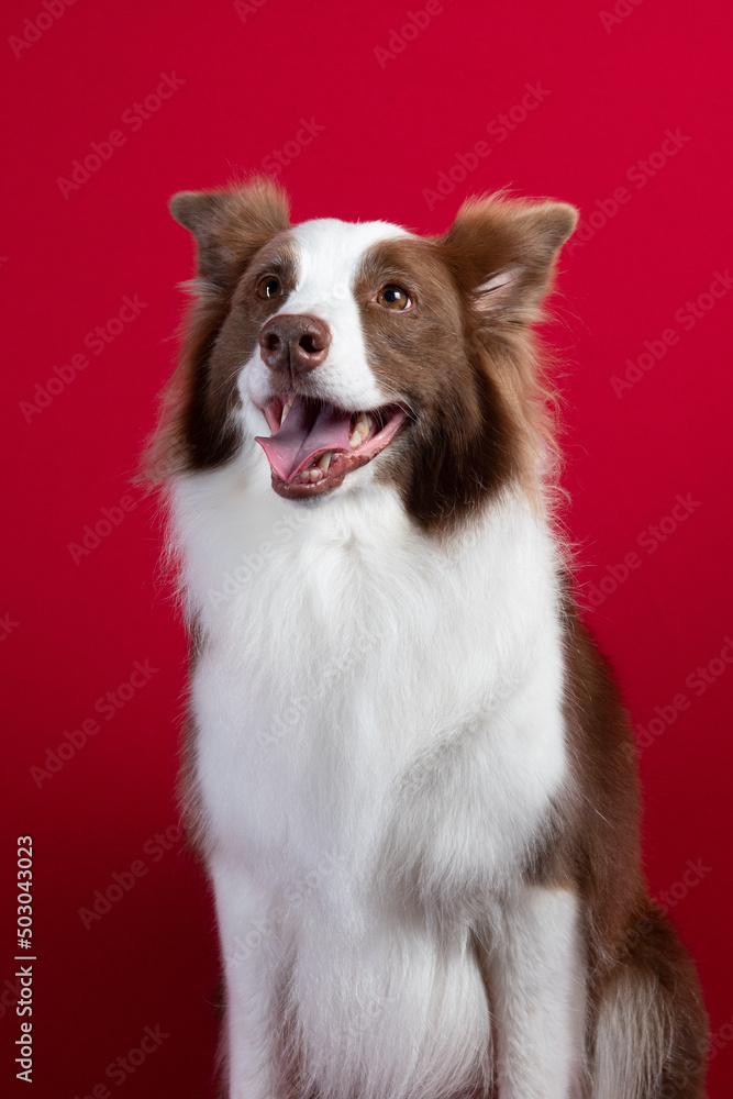 border collie portrait on red background