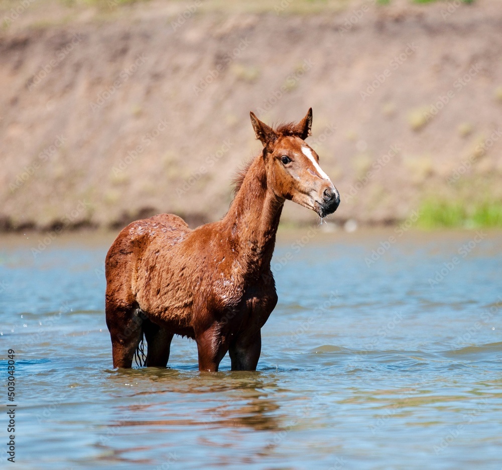 Fototapeta premium Horses at the watering hole on a hot summer day