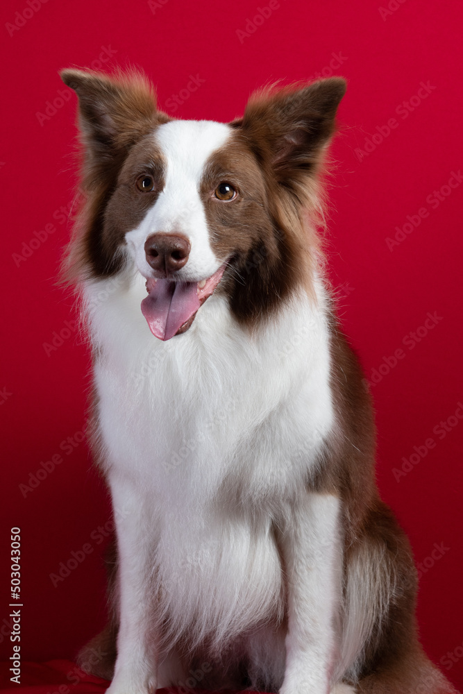 border collie portrait on red background