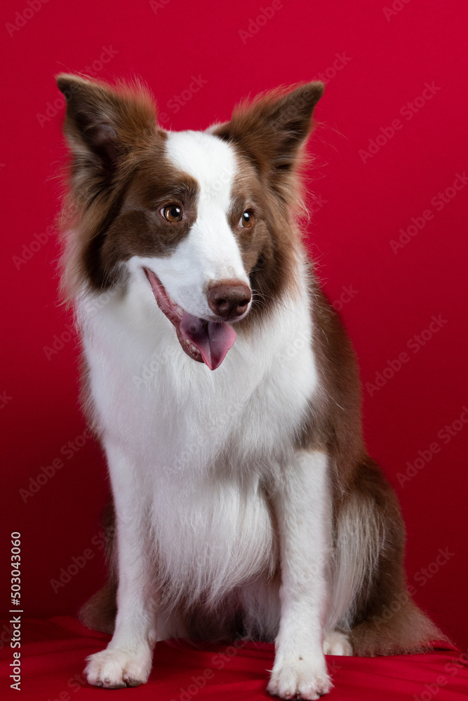 Fototapeta premium border collie portrait on red background