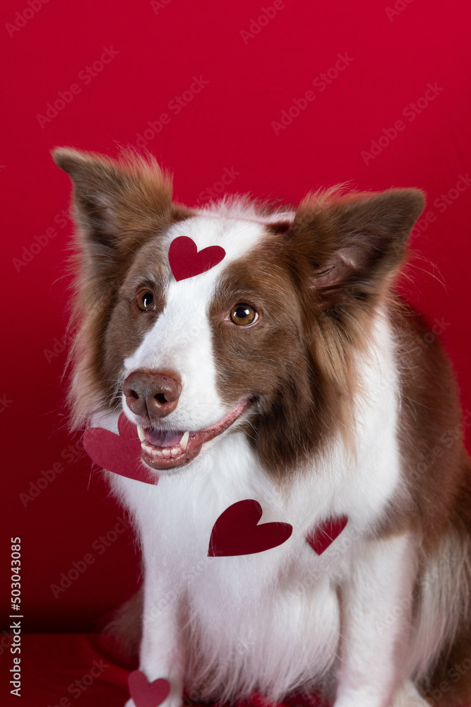 border collie portrait on red background