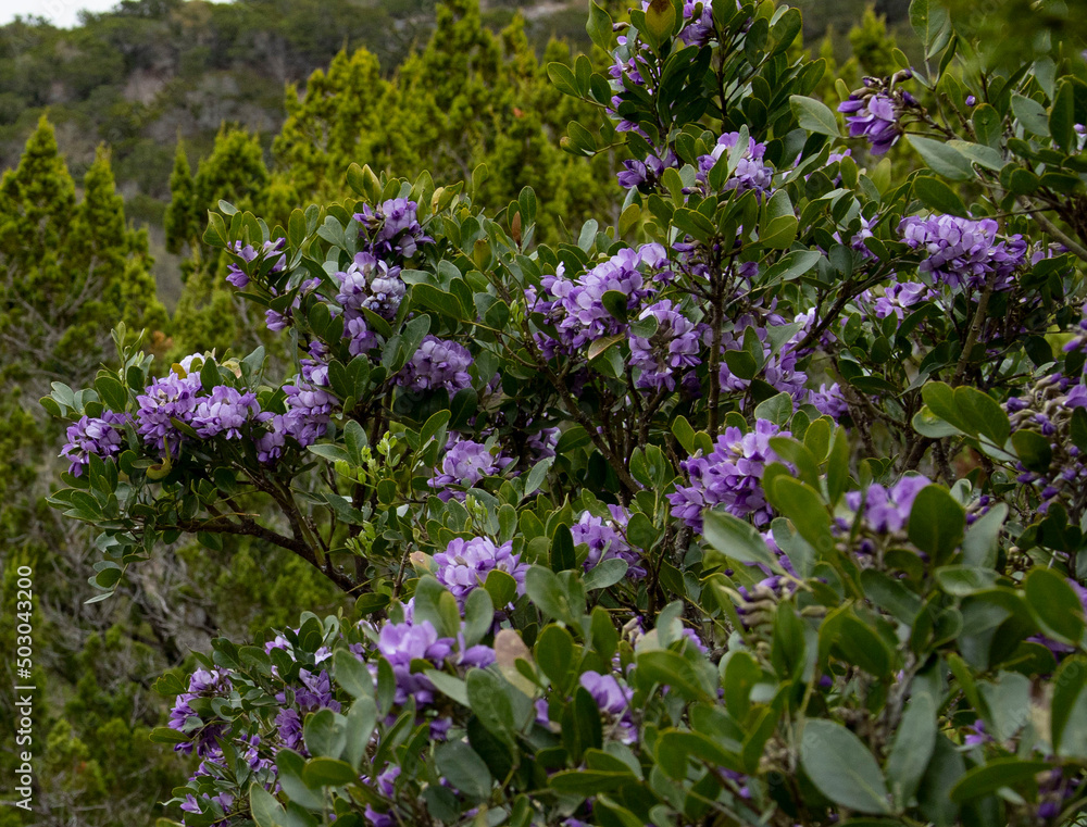 Fototapeta premium flowers in the field