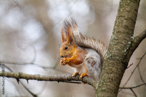Squirrel gnawing a nut, on a tree.
