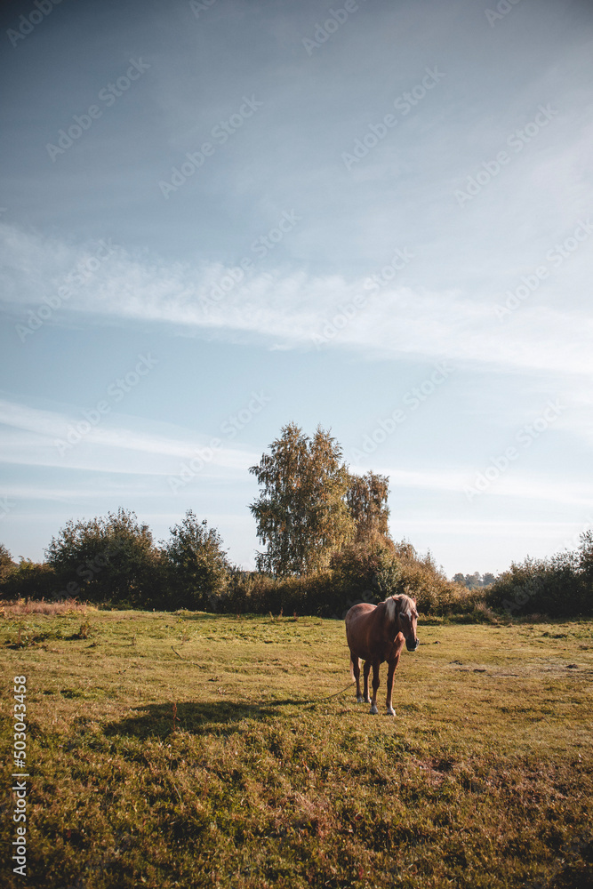 Beautiful brown horse grazing on field in summer day Beautiful brown horse grazing on field in summer day