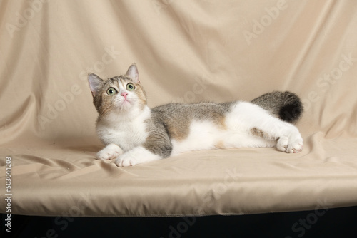 Fototapeta Naklejka Na Ścianę i Meble -  British Shorthair cat lying on white table.