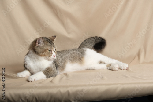 British Shorthair cat lying on white table.