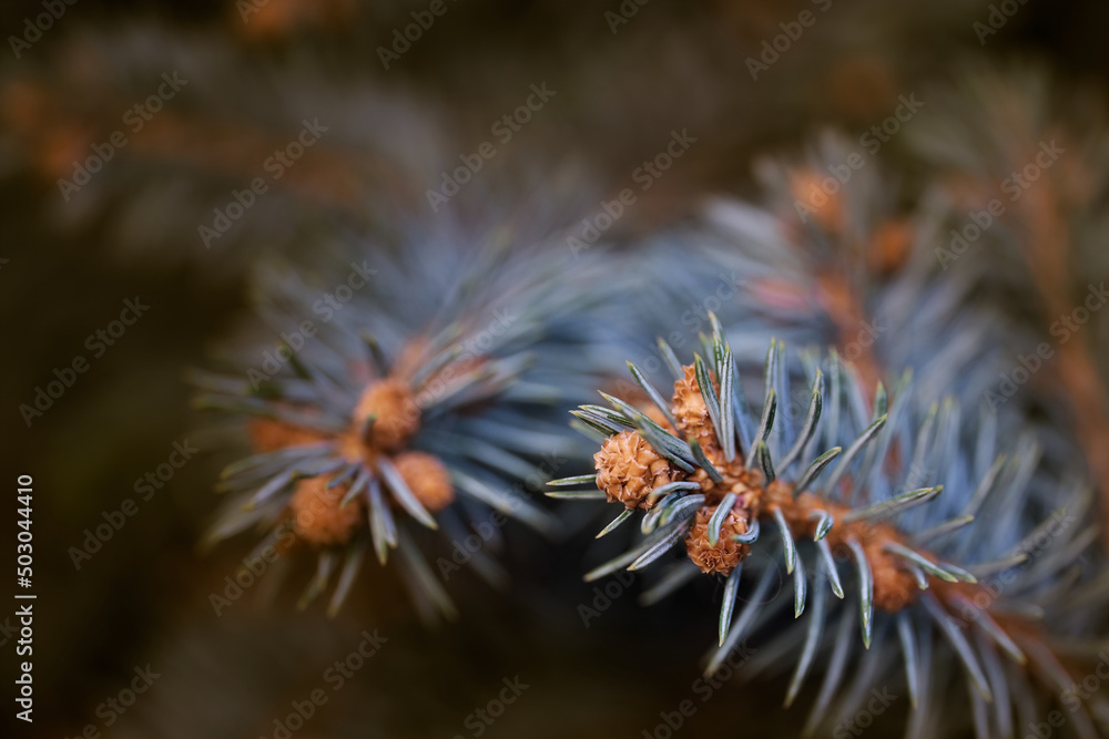 selective focus of needles and pine flowers