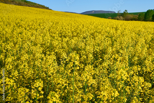 Rapeseed fields next to the city of Pamplona