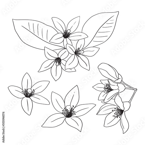 Lemon or orange flowers are drawn with lines. Set of isolated large open flower buds. For invitations and valentines