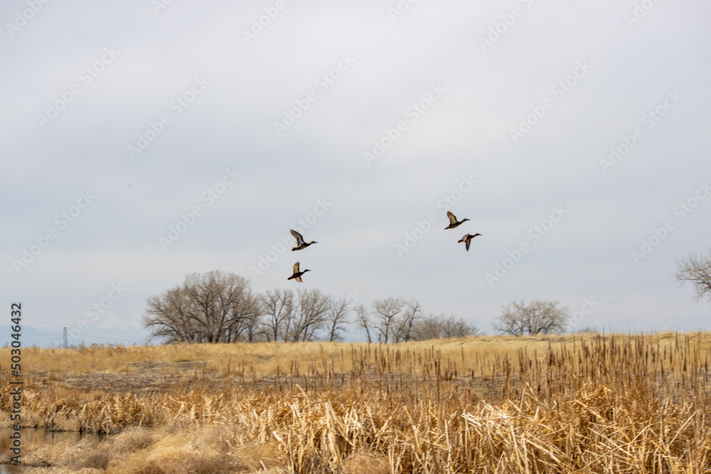 Birds ducks fly across the landscape at Rocky Mountain Arsenal near Denver Colorado Birds ducks fly across the landscape at Rocky Mountain Arsenal near Denver Colorado