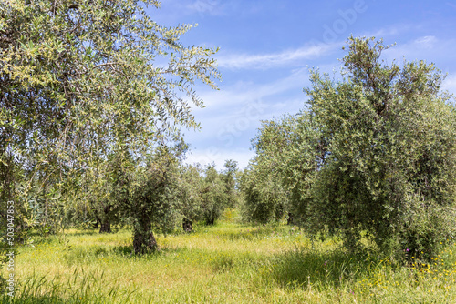 Garden of olive trees. Spring flowering. Wildflowers. Israel © Emma