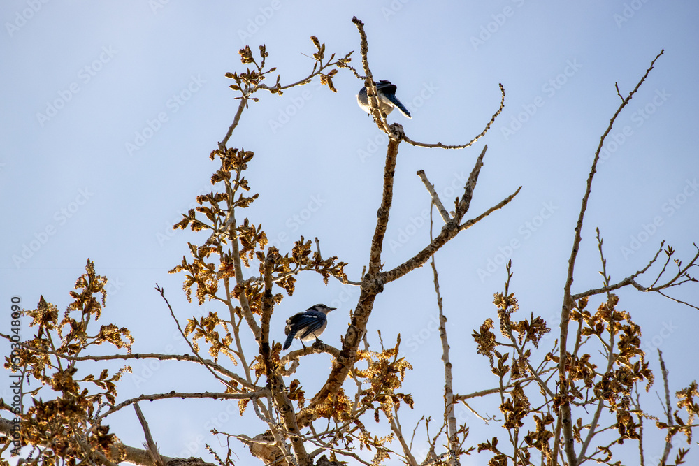 Two bluebirds blue birds are perched in a tree at dusk Two bluebirds blue birds are perched in a tree at dusk