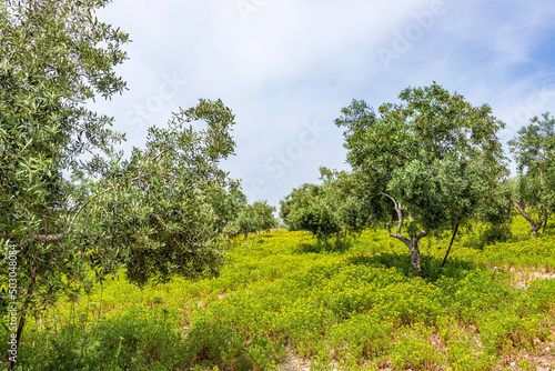 Garden of olive trees. Spring flowering. Wildflowers. Israel