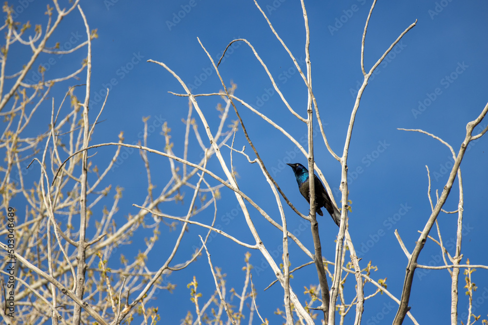 A common grackle sits in a tree against a clear blue sky as a background A common grackle sits in a tree against a clear blue sky as a background